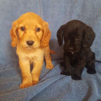 Cocker Spaniel puppies for sale image 1