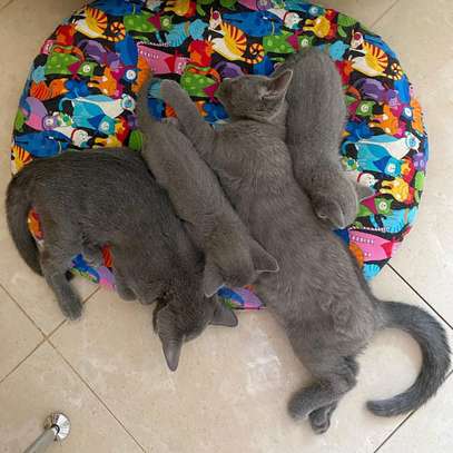 Russian Blue Kitten For Sale image 2