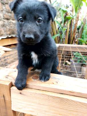 1-3 month old black German Shepherd Puppy image 1