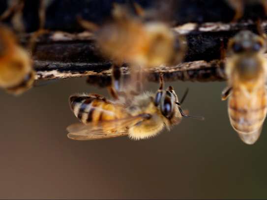 Ethical Honey Bee Removal, Rescue And Relocation image 5