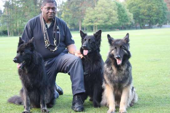 Expert Dog Trainers-Home Dog Training in Nairobi image 11