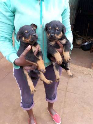 Cute rottweiller puppies ready for  new families? image 4