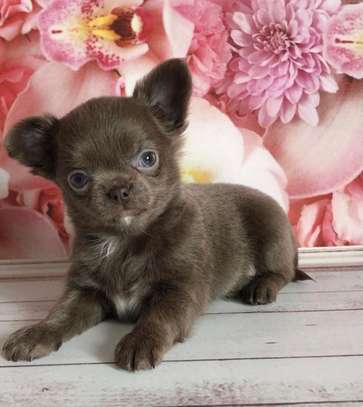 Lovely Chihuahua puppy for sale image 1