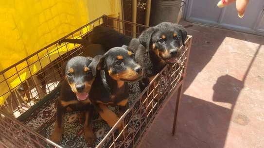 Rottweiler puppies for sale image 1