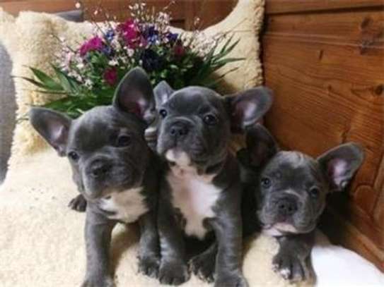French Bulldog puppies for adoption. image 1
