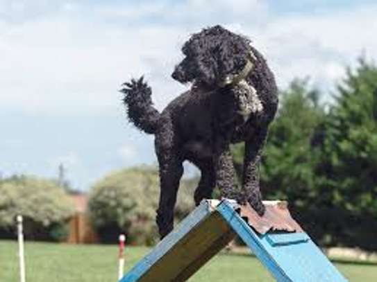 Dog Behaviour Training In Nairobi- Dog Obedience Training image 14