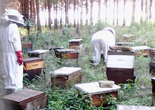 Honey Bee Rescue & Removal Services | Professional beekeeping services & Bee Control Services.Get in touch with us today ! image 1