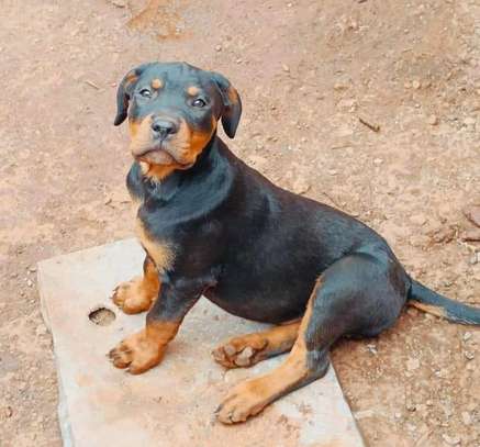 Awesome Rottweiler Puppies For Adoption in Nyayo Estate Embakasi | PigiaMe