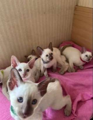 Purebred Siamese Kittens for sale - Nairobi image 1