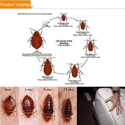 Bedbugs control solution image 1