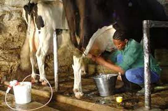 Dairy Farm Workers Available image 5