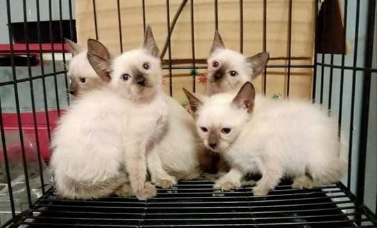 Purebred Siamese Kittens for sale image 1