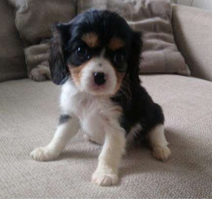 Cavalier King Charles Spaniel puppies for sale image 1