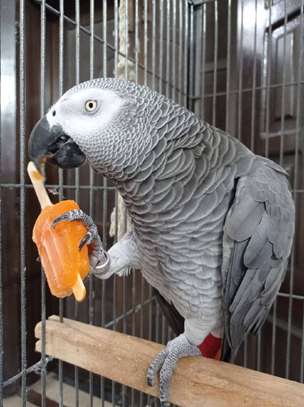 Talking African Grey Parrots for Sale - Bird Breeders image 1