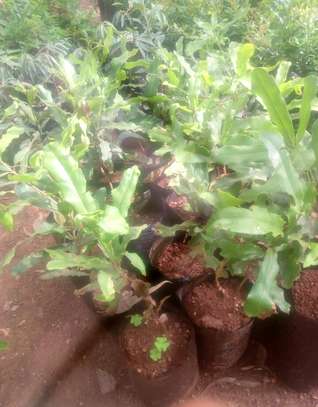 Grafted macadamia seedlings image 3