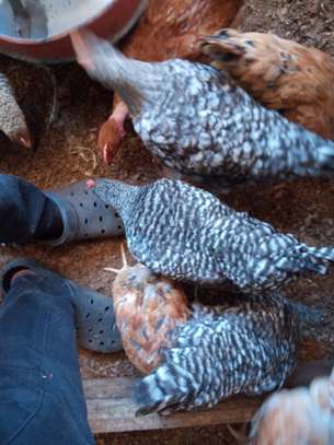 Kienyeji chicken for sale. image 1