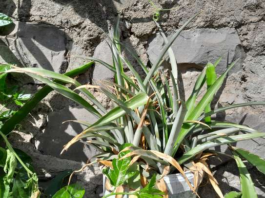 Ported Pineapple Plant image 2
