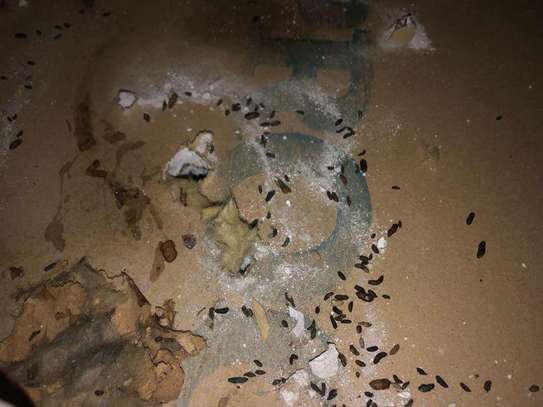 CHEAP Bed Bug Fumigation Services In Riruta/Uthiru/Waithaka image 11