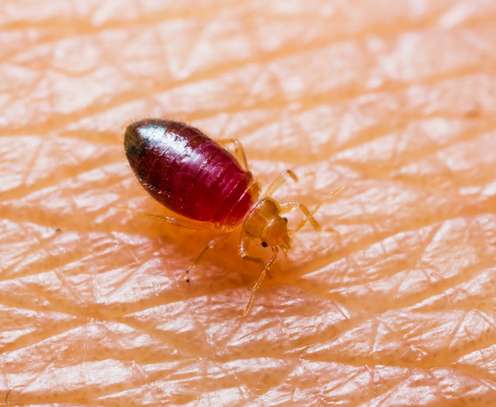 Cheap bed bug fumigation services Lucky Summer /Korogocho image 5
