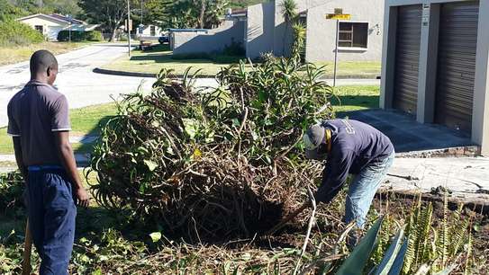 Expert Tree Cutting Services | Tree Cutting and Stump Removal Services| Bestcare Tree Service | Tree Trimming Service | Tree Removal And Landscaping | Affordable Tree Cutting Services | Bestcare Tree Trimming | Reliable Tree Cutting Service in Nairobi | Tree Cutting Services Nairobi.Get A Free Quote Now. image 13