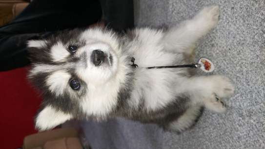 HUSKY PUPPIES  looking for a new home image 1
