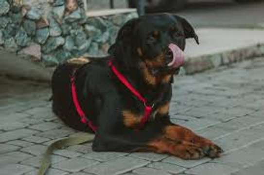 Dog training - Nairobi's Finest Pet Training Services image 1