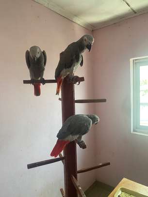 African Grey Parrots for sale. image 3