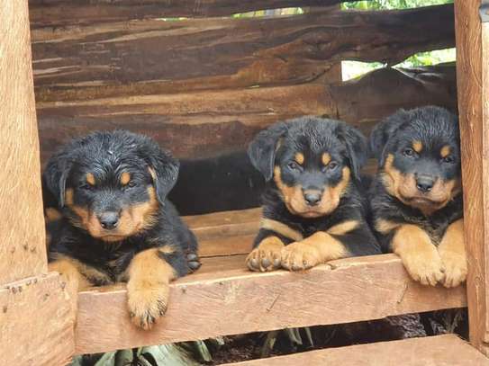 Adorable Rottweiler Puppies For Sale image 1