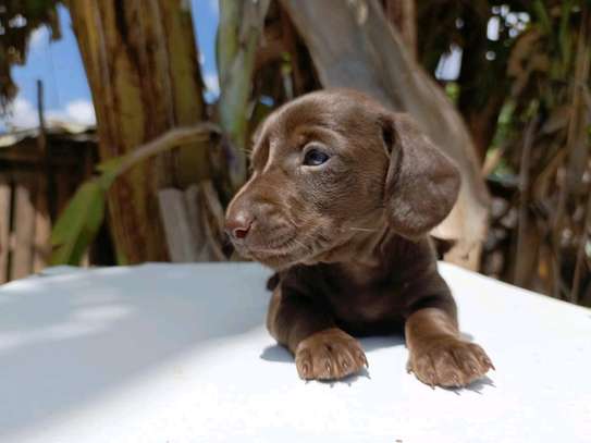 Miniature dachshund image 2