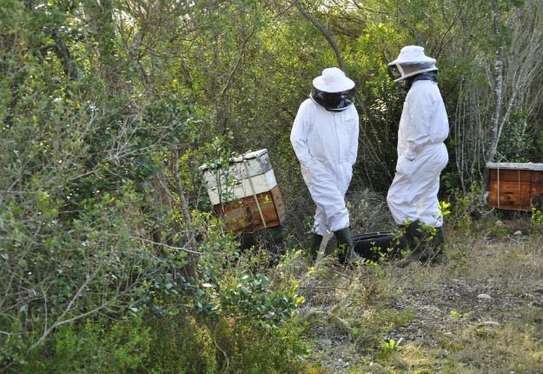 Beekeeping Service | From hive installation to honey harvesting, we provide everything that makes home beekeeping a simply beautiful pleasure for you.Call Us for Information image 14