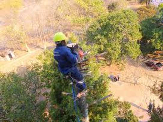 Tree Cutting Experts Available - Emergency call out service image 13