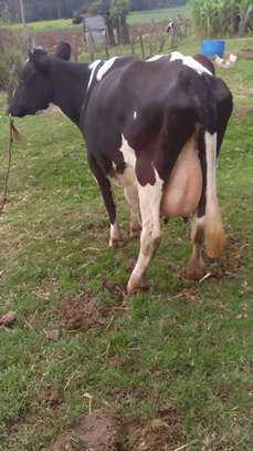 Mamayao Frisian dairy cow image 5