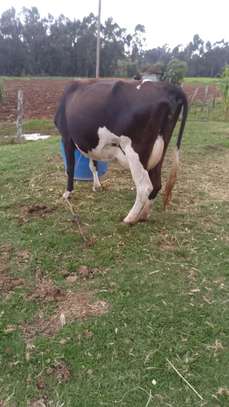 Mamayao Frisian dairy cow image 2
