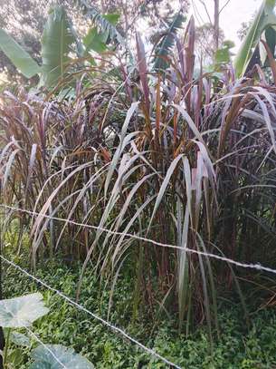Australian red napier image 3