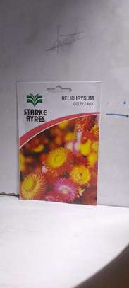 HELICHRYSUM DOUBLE MIX 1.4G SEEDS image 2
