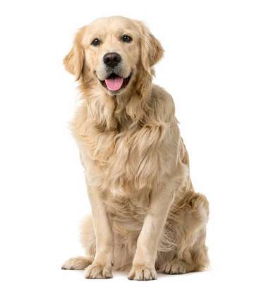 Best Dog Training Services in Nairobi And Mombasa image 7