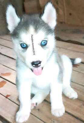 Siberian Husky puppies Available image 1