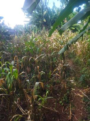 50by100 plot for sale in ruaka image 5