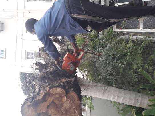 Quality Tree Removal Service | Tree Cutting Services| Tree Removal| Land Clearing| Stump Removal| Emergency work| Firewood Supplies | Tree Trimming and Pruning. Get A Free Quote Now. image 5