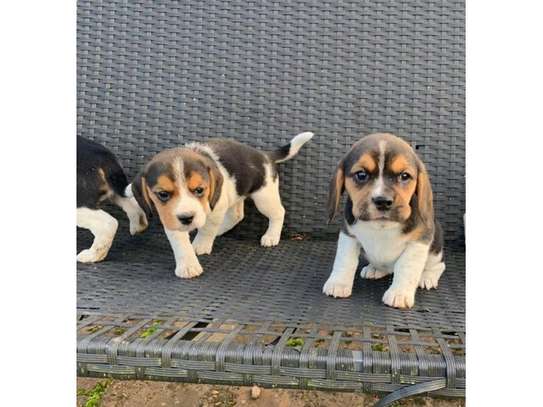 Beautiful Beagle Puppies image 2