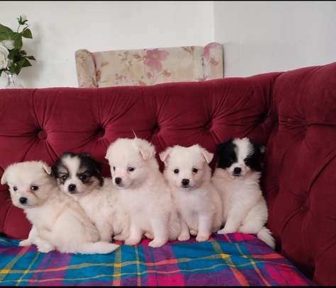 Spitz maltese top
