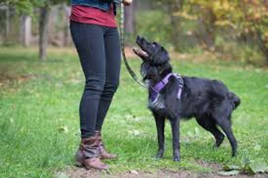 Dog Training Services | Home Dog Training & Behaviour-  Obedient, Loyal, Protective | One-to-one dog training, all levels | We’re available 24/7. Give us a call today. image 2
