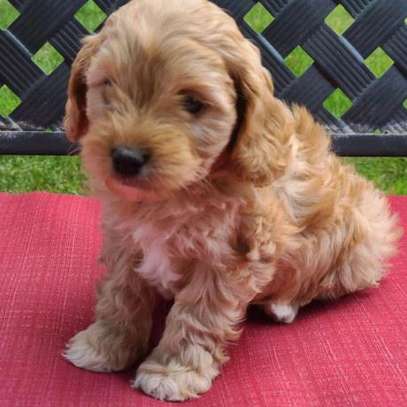 Our loving family Pet Cavapoo image 1