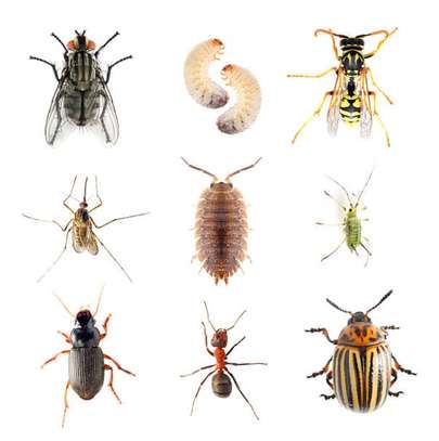Cockroach,Bedbugs/Rats/Rodents,Termites Control Services image 6
