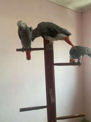 African Grey Parrots for rehoming image 4
