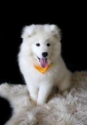 Mobile Dog Grooming in Nairobi | Book an appointment image 1