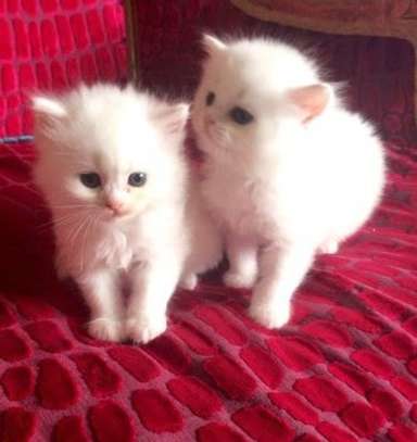 Persian kittens for sale. image 1