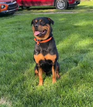 Male rottweiler puppy for sale image 2