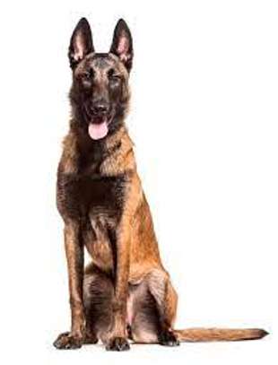 Pets Services-Dog Trainer Services in Kenya image 13