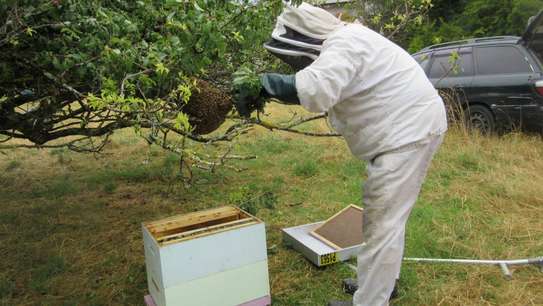 Bee Control Services | Ethical Honey Bee Removal Nairobi image 3